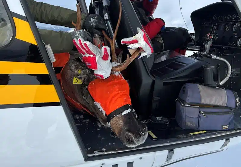 Photo of cariboo transport by helicopter