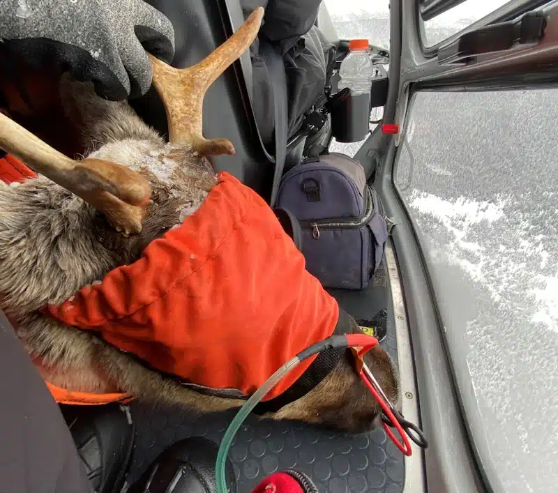 Photo from wildlife survey of cariboo sedated for helicopter transport