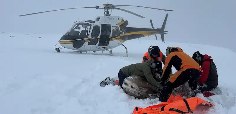 Photo of cariboo survey team prepping for transport on helicopter