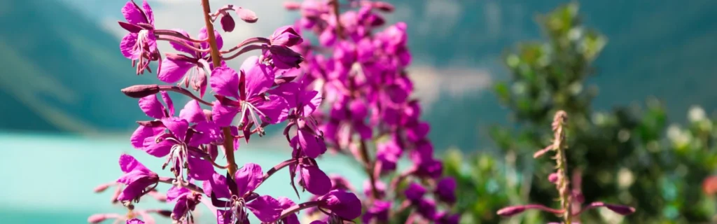 Dave Henry Lodge Backcountry Cabins 2 Photo of fireweed