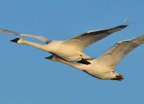 Vanderhoof BC trumpeter swans