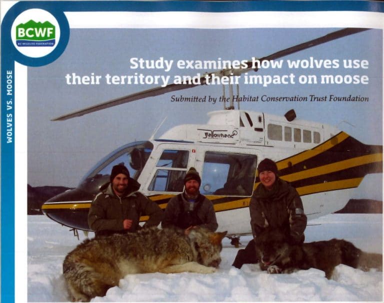 image BCWF wildlife study wolves impact moose