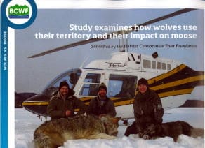 image BCWF wildlife study wolves impact on moose