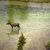 Wildlife surveys helicopter service